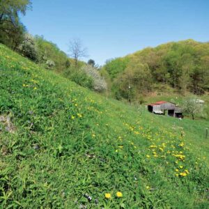 Homesteading on Marginal Land Image